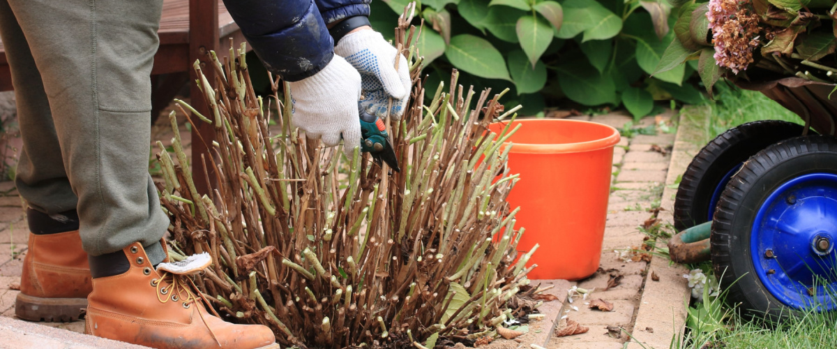 Pruning and trimming the garden to prepare for autumn