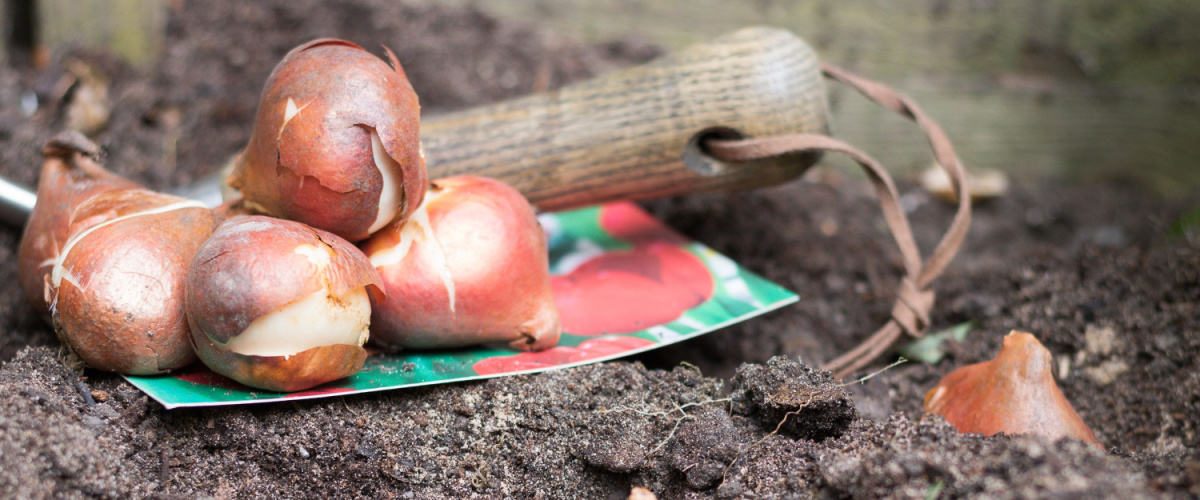 Planting flower bulbs in the garden to prepare for autumn