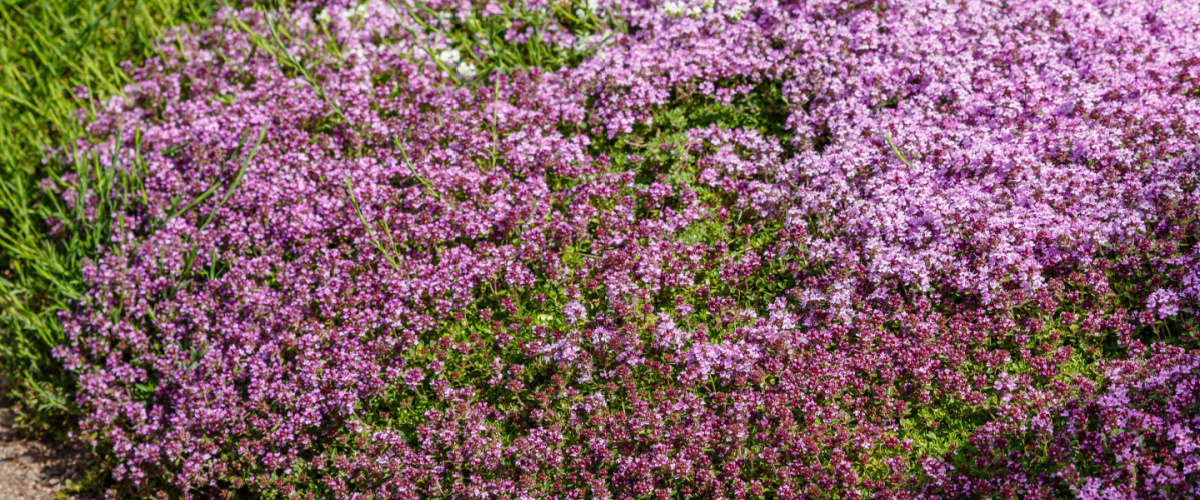 Creeping thyme alternative to lawn