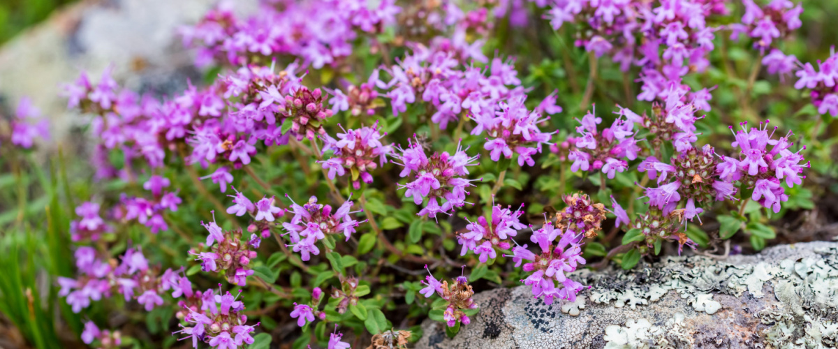 Ground cover Thymus vulgaris