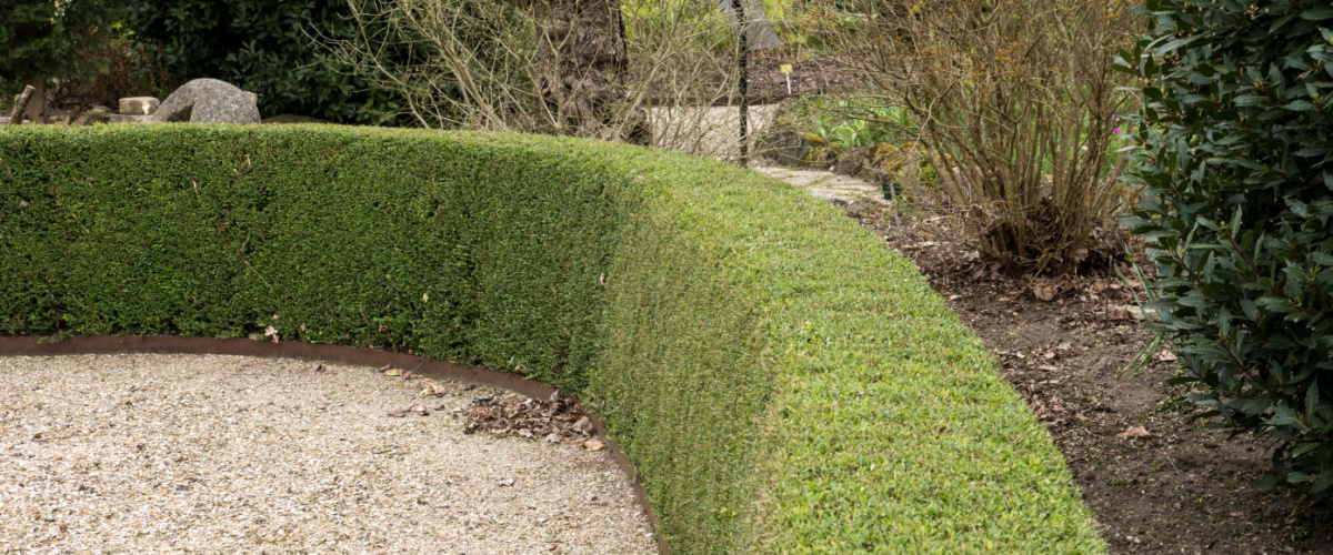 Top 5 alternatives to box hedging