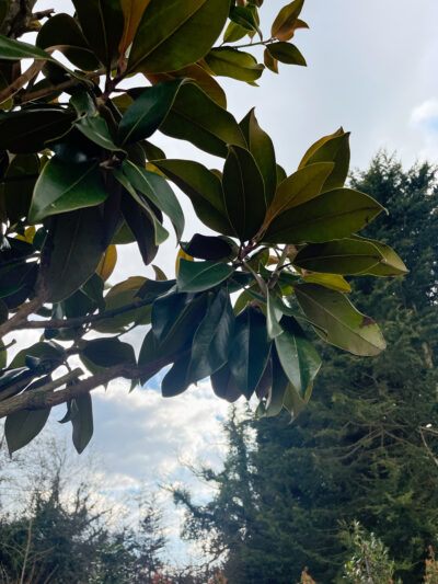 Magnolia Grand Gallisoniensis 400cm + 16-18 - Image 3