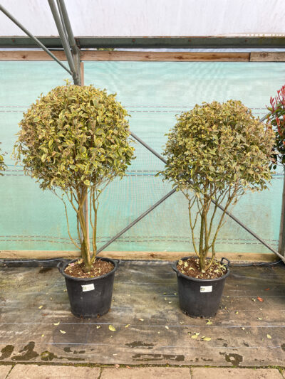 Ligustrum Excelsum Superbum Mushroom 50L