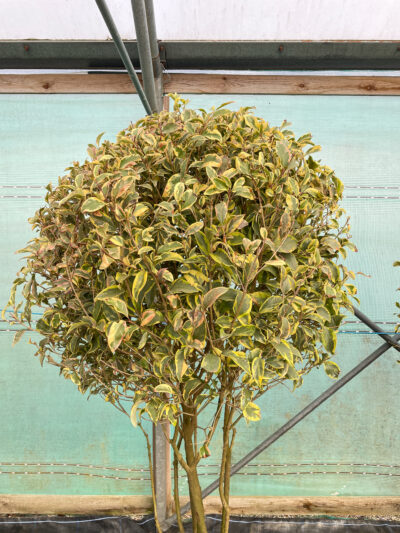 Ligustrum Excelsum Superbum Mushroom 50L - Image 2