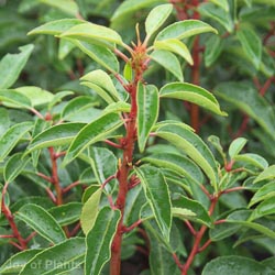 Topiary Plants