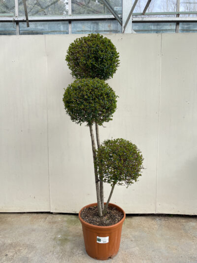 Ligustrum Jonandrum Pompoms Article 1