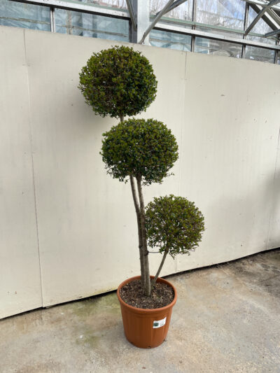 Ligustrum Jonandrum Pompoms Article 1 - Image 2