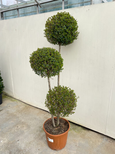 Ligustrum Jonandrum Pompoms Article 1 - Image 3