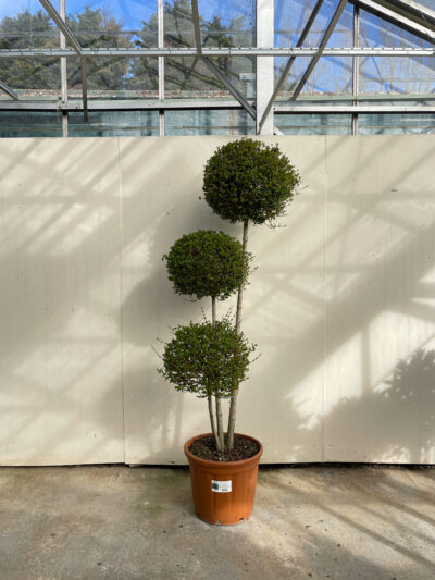 Ligustrum Jonandrum Pompoms Article 2