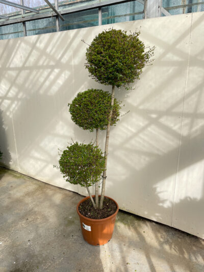 Ligustrum Jonandrum Pompoms Article 2 - Image 3