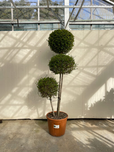 Ligustrum Jonandrum Pompoms Article 3