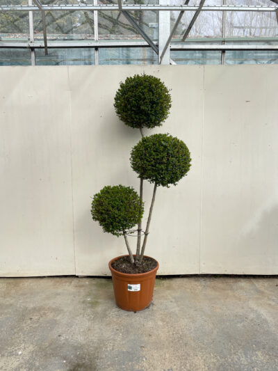 Ligustrum Jonandrum Pompoms Article 4