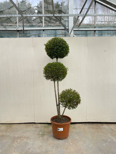 Ligustrum Jonandrum Pompoms Article 5