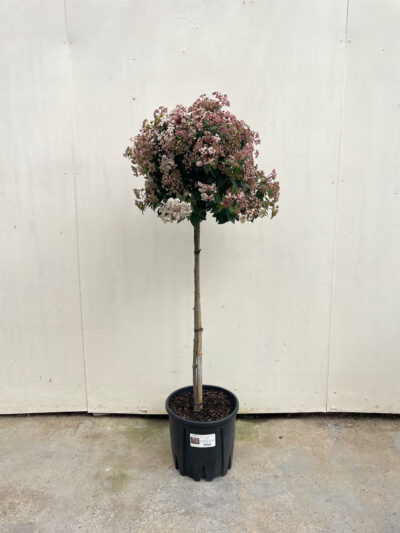 Viburnum Tinus Spirit 1/2 Std Article 1