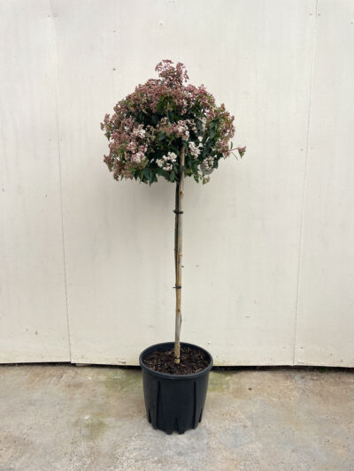 Viburnum Tinus Spirit 1/2 Std Article 1 - Image 2