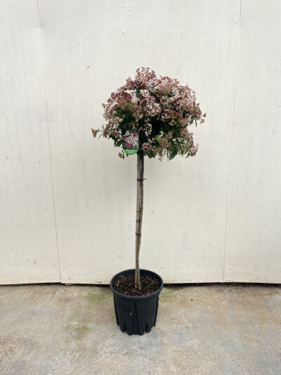 Viburnum Tinus Spirit 1/2 Std Article 1 - Image 4