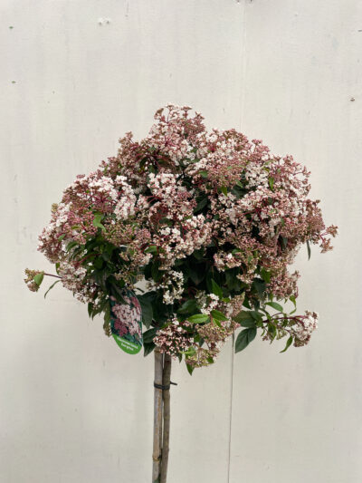 Viburnum Tinus Spirit 1/2 Std Article 1 - Image 5