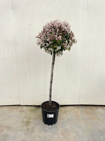 Viburnum Tinus Spirit 1/2 Std Article 2