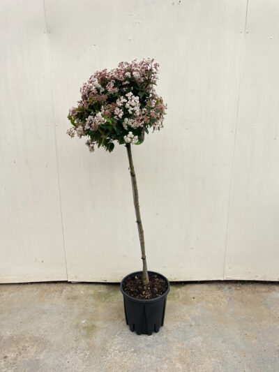 Viburnum Tinus Spirit 1/2 Std Article 2 - Image 2