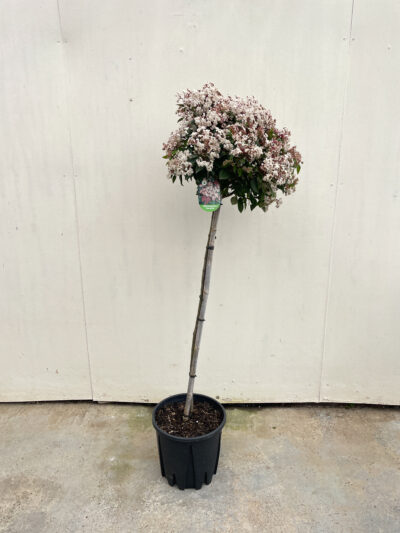 Viburnum Tinus Spirit 1/2 Std Article 2 - Image 4