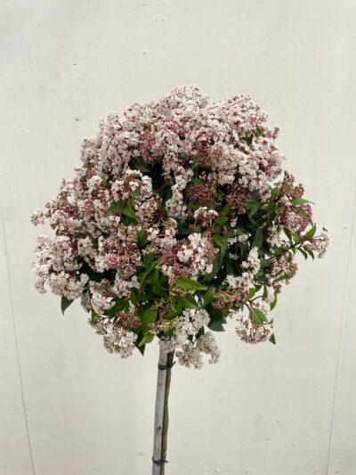 Viburnum Tinus Spirit 1/2 Std Article 2 - Image 5