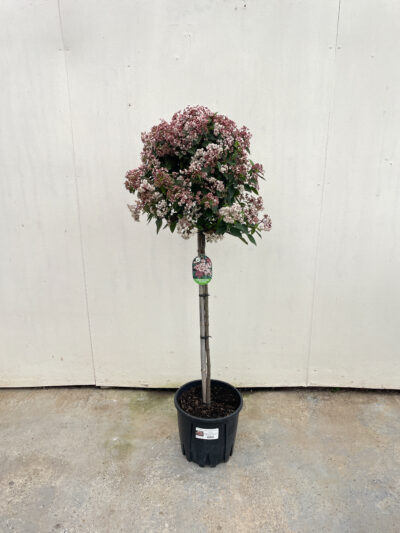 Viburnum Tinus Spirit 1/2 Std Article 3