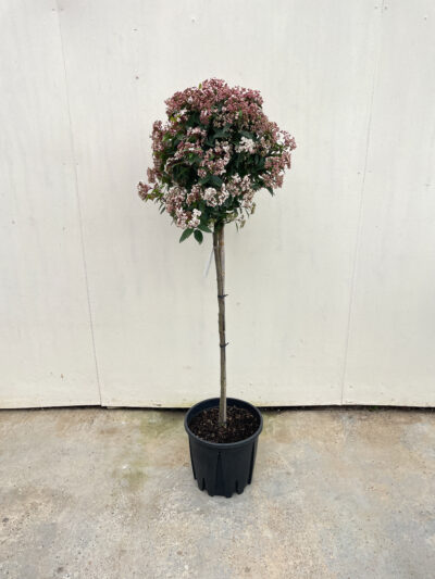 Viburnum Tinus Spirit 1/2 Std Article 3 - Image 2