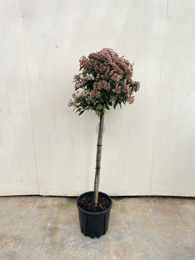 Viburnum Tinus Spirit 1/2 Std Article 3 - Image 3