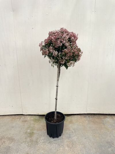 Viburnum Tinus Spirit 1/2 Std Article 3 - Image 4