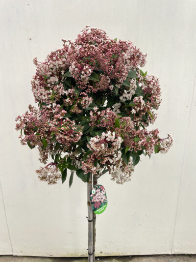 Viburnum Tinus Spirit 1/2 Std Article 3 - Image 5