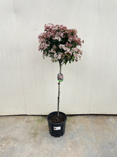 Viburnum Tinus Spirit 1/2 Std Article 4