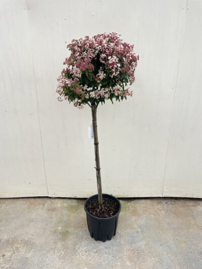 Viburnum Tinus Spirit 1/2 Std Article 4 - Image 2