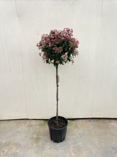 Viburnum Tinus Spirit 1/2 Std Article 4 - Image 3