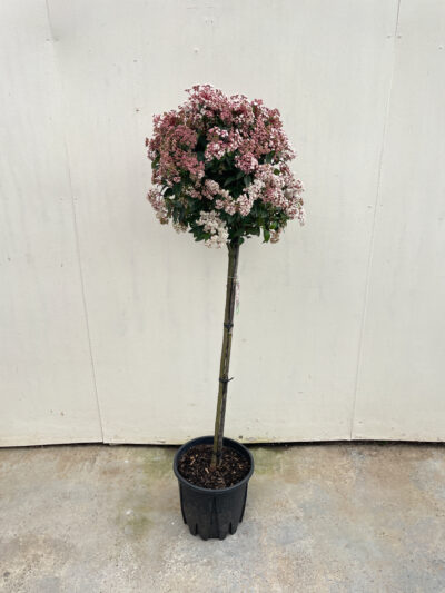 Viburnum Tinus Spirit 1/2 Std Article 4 - Image 4