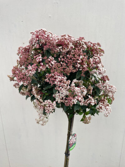 Viburnum Tinus Spirit 1/2 Std Article 4 - Image 5