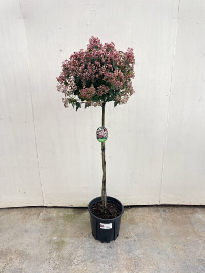 Viburnum Tinus Spirit 1/2 Std Article 5