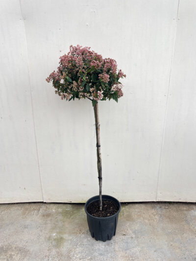 Viburnum Tinus Spirit 1/2 Std Article 5 - Image 2