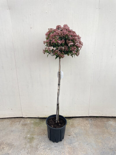 Viburnum Tinus Spirit 1/2 Std Article 5 - Image 3