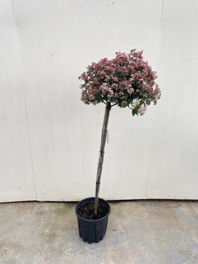 Viburnum Tinus Spirit 1/2 Std Article 5 - Image 4