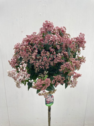 Viburnum Tinus Spirit 1/2 Std Article 5 - Image 5