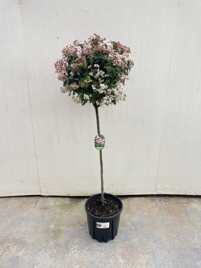 Viburnum Tinus Spirit 1/2 Std Article 6