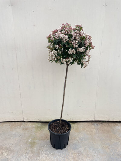 Viburnum Tinus Spirit 1/2 Std Article 6 - Image 2