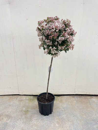 Viburnum Tinus Spirit 1/2 Std Article 6 - Image 3