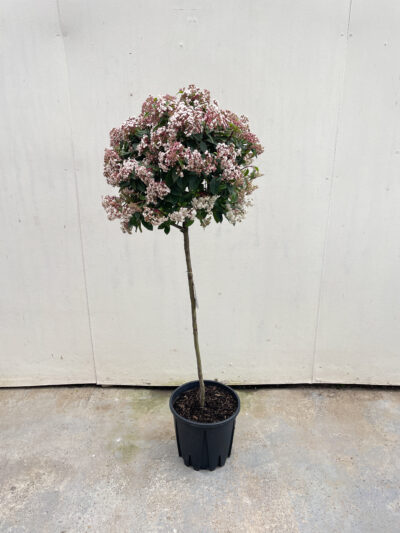 Viburnum Tinus Spirit 1/2 Std Article 6 - Image 4