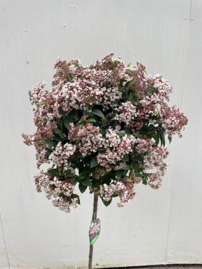 Viburnum Tinus Spirit 1/2 Std Article 6 - Image 5