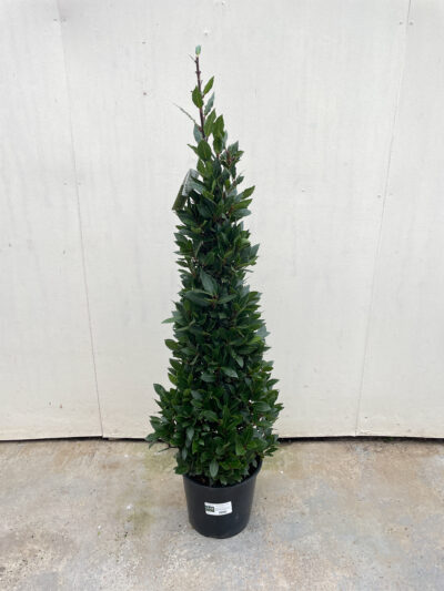 Laurus Nobilis Cone 130cm