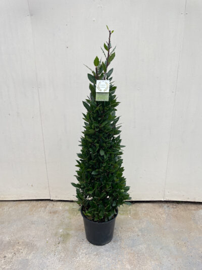 Laurus Nobilis Cone 130cm - Image 2