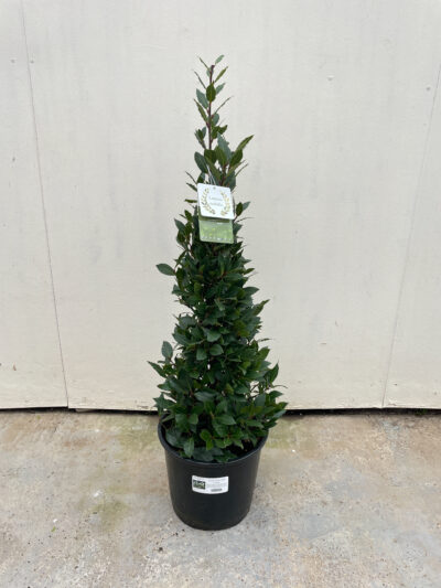 Laurus Nobilis Cone 100cm