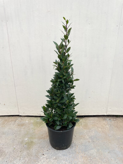 Laurus Nobilis Cone 100cm - Image 2