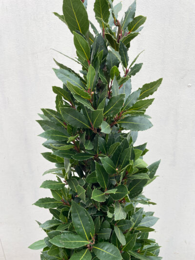 Laurus Nobilis Cone 130cm - Image 3